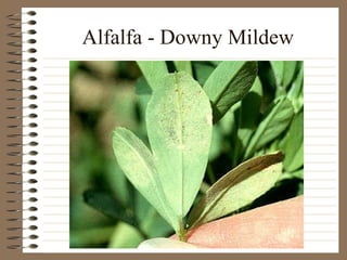 Alfalfa - Downy Mildew 