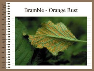 Bramble - Orange Rust 
