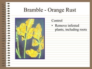Bramble - Orange Rust Remove infested plants, including roots Control 
