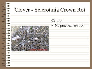 Clover - Sclerotinia Crown Rot No practical control Control 