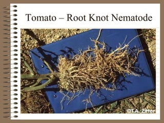 Tomato – Root Knot Nematode 