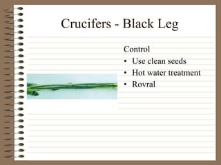 Crucifers - Black Leg Use clean seeds Hot water treatment Rovral Control 