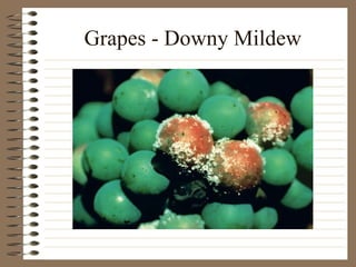 Grapes - Downy Mildew 