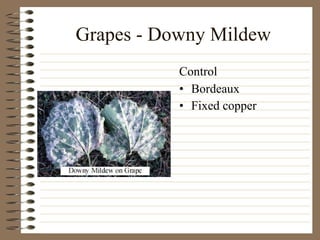 Grapes - Downy Mildew Bordeaux Fixed copper Control 