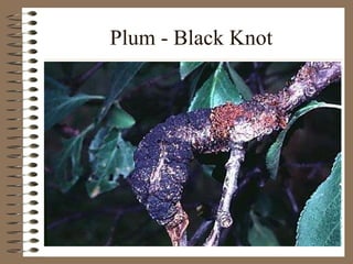 Plum - Black Knot 