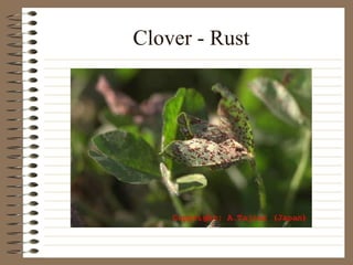 Clover - Rust 