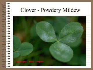 Clover - Powdery Mildew 