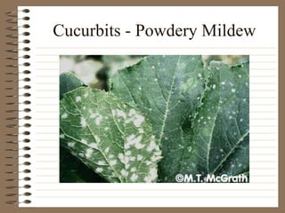 Cucurbits - Powdery Mildew 