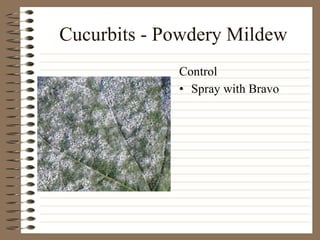 Cucurbits - Powdery Mildew Spray with Bravo Control 