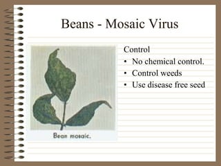 Beans - Mosaic Virus No chemical control.  Control weeds Use disease free seed Control 