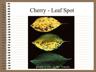 Cherry - Leaf Spot 