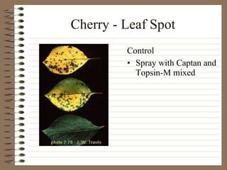 Cherry - Leaf Spot Spray with Captan and Topsin-M mixed Control 