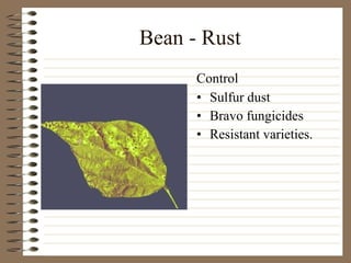 Bean - Rust Sulfur dust Bravo fungicides Resistant varieties. Control 