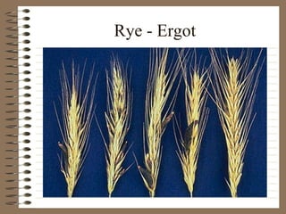 Rye - Ergot 