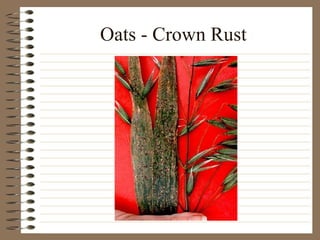 Oats - Crown Rust 