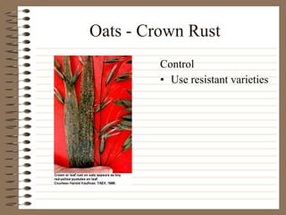 Oats - Crown Rust Use resistant varieties Control 