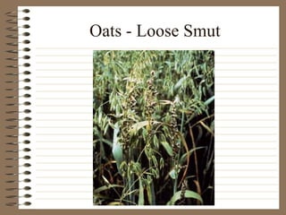 Oats - Loose Smut 