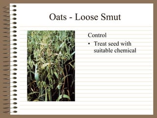 Oats - Loose Smut Treat seed with suitable chemical Control 