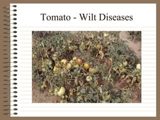 Tomato - Wilt Diseases 