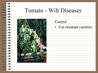 Tomato - Wilt Diseases Use resistant varieties Control 