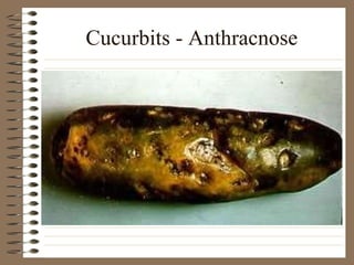 Cucurbits - Anthracnose 