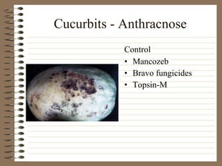 Cucurbits - Anthracnose Mancozeb Bravo fungicides Topsin-M Control 