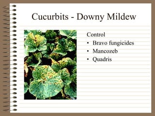 Cucurbits - Downy Mildew Bravo fungicides Mancozeb Quadris Control 