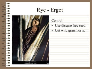 Rye - Ergot Use disease free seed. Cut wild grass hosts. Control 