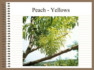 Peach - Yellows 