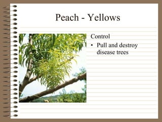 Peach - Yellows Pull and destroy disease trees Control 