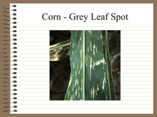 Corn - Grey Leaf Spot 
