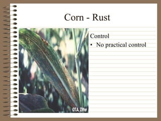 Corn - Rust No practical control Control 