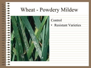 Wheat - Powdery Mildew Resistant Varieties Control 