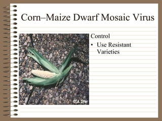 Corn–Maize Dwarf Mosaic Virus Use Resistant Varieties Control 