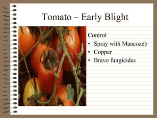 Tomato – Early Blight Spray with Mancozeb Copper Bravo fungicides Control 