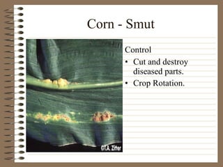 Corn - Smut Cut and destroy diseased parts.  Crop Rotation. Control 