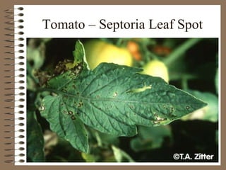 Tomato – Septoria Leaf Spot 