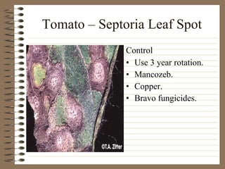 Tomato – Septoria Leaf Spot Use 3 year rotation. Mancozeb. Copper. Bravo fungicides. Control 