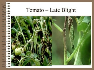 Tomato – Late Blight 