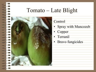 Tomato – Late Blight Spray with Mancozeb Copper Terranil Bravo fungicides Control 