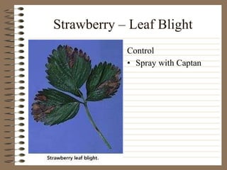 Strawberry – Leaf Blight Spray with Captan Control 