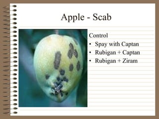 Apple - Scab Spay with Captan Rubigan + Captan Rubigan + Ziram Control 