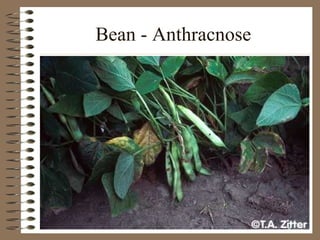 Bean - Anthracnose 
