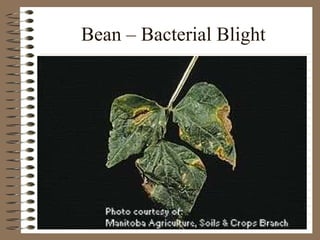 Bean – Bacterial Blight 
