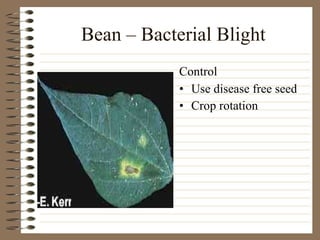 Bean – Bacterial Blight Use disease free seed Crop rotation Control 