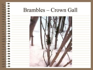 Brambles – Crown Gall 