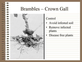 Brambles – Crown Gall Avoid infested soil Remove infected plants Disease free plants Control 