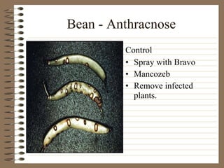 Bean - Anthracnose Spray with Bravo Mancozeb Remove infected plants. Control 
