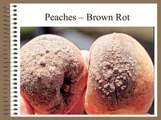 Peaches – Brown Rot 