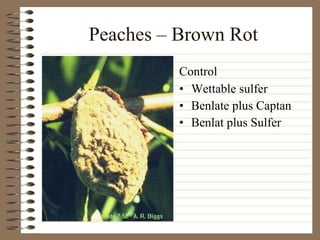 Peaches – Brown Rot Wettable sulfer Benlate plus Captan Benlat plus Sulfer Control 